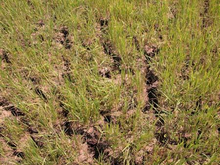 Cấp bách tìm giải pháp đối phó hạn hán