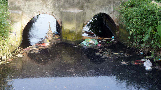 Hoa màu chết vì nước thuỷ lợi ô nhiễm