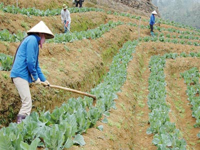 Thu hút FDI vào nông nghiệp: Cần tư duy mới