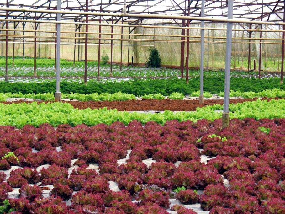 Khuyến khích phát triển thị trường nông sản sạch